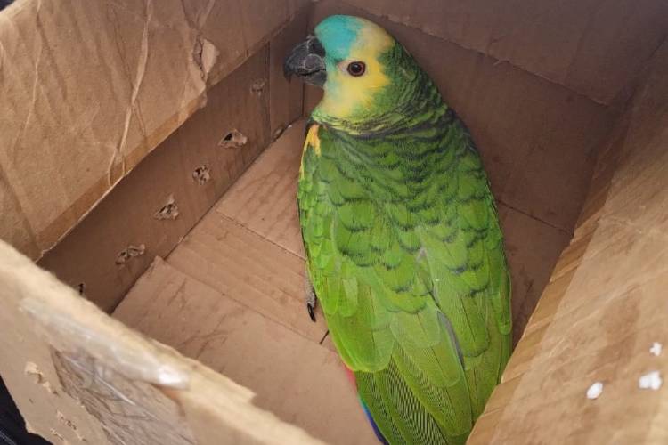 SAN LUIS: ANIMALES SILVESTRES RESCATADOS SE RECUPERAN EN LA FLORIDA