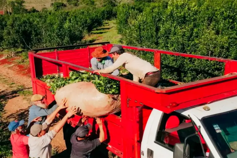 Tractorazo en Misiones: yerbateros marcharán durante la visita de Milei